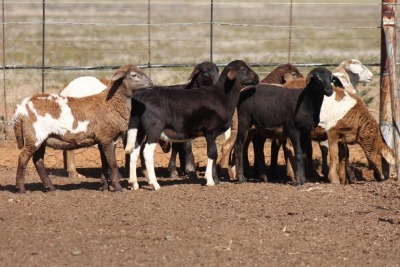 10X MEATMASTER OOI/EWE FLOCK (PAY PER PIECE TO TAKE THE LOT)