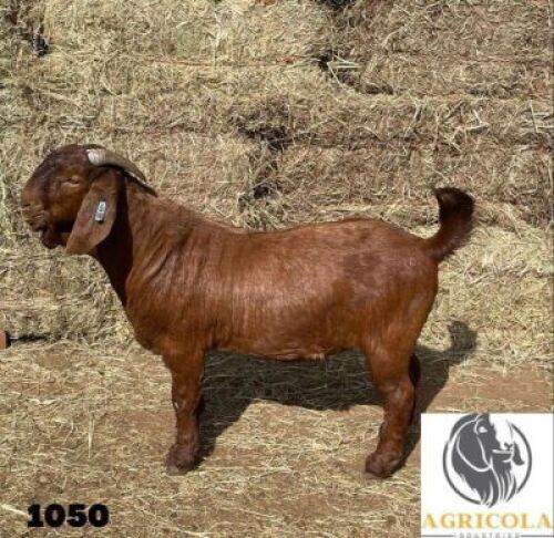 1X KALAHARI RED POTENTIAL STUD RAM AGRICOLA