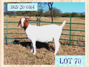 1X BOERBOK FLOCK OOI/EWE LOURON BOERBOKSTOET