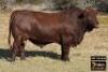 1X BONSMARA BULL - VZF190400 SP