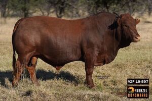 1X BONSMARA BULL - VZF 190597 - SP