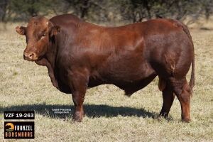 1X BONSMARA BULL - VZF 190263 - SP