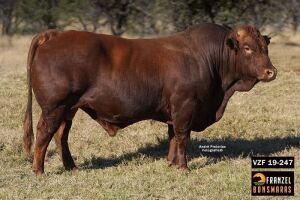 1X BONSMARA BULL - VZF190247 SP