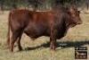 1X BONSMARA BULL - VZF190247 SP
