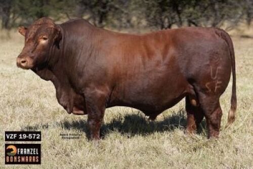 1X BONSMARA BULL - VZF 190572 SP