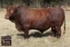 1X BONSMARA BULL - VZF 190572 SP