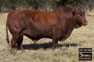 1X BONSMARA BULL- VZF 190356 SP