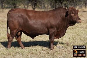 1X BONSMARA BULL - VZF 190577 SP