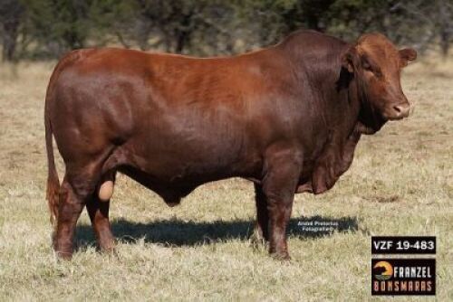 1X BONSMARA BULL- VZF 190483 SP