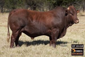 1X BONSMARA BULL - VZF190418 SP