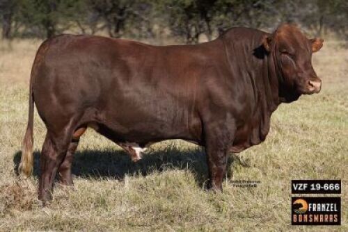 1X BONSMARA BULL- VZF190666 SP