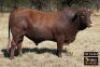 1X BONSMARA BULL - VZF190512 SP