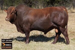 1X BONSMARA BULL - VZF 190540 SP