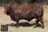 1X BONSMARA BULL - VZF 190540 SP