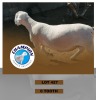 1 x WHITE HEAD DORPER RAM TAMELO KOMBANI