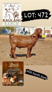 1X KALAHARI RED RAM KAULANI RANCH