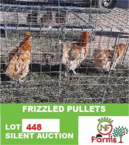 3X FRIZZLED PULLETS MABAGA FARMS(Pay per piece to take all in lot)