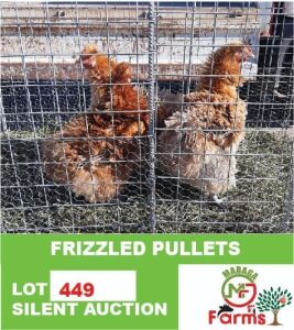3X FRIZZLED PULLETS MABAGA FARMS (Pay per piece to take all in lot)