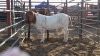 1 x BOER GOAT BUCK ALBRA BOER GOATS