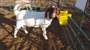 1 x BOER GOAT BUCK INNOCENT BIMBO (Pay per piece to take all in lot)