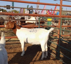 1 x BOER GOAT BUCK INNOCENT BIMBO