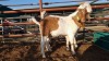 1 x BOER GOAT BUCK AGRIPA TJITEMISA