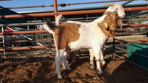 1 x BOER GOAT BUCK AGRIPA TJITEMISA