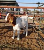 1 BOER GOAT BUCK VEMONTONDA KATJARAVA