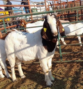 1 x BOER GOAT BUCK VEMONTONDA KATJARAVA