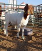 1 x BOER GOAT EWE VEMONTONDA KATJARAVA