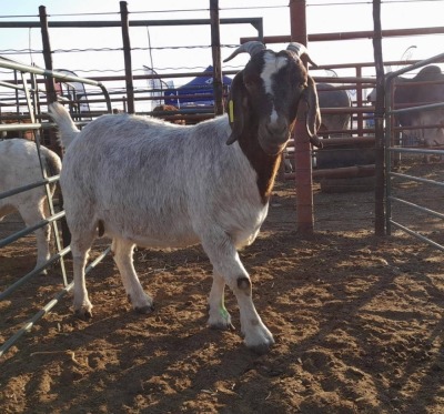 1 x BOER GOAT EWE AGRIPA TJITEMISA