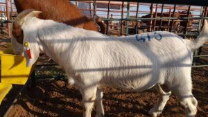 1x BOER GOAT RAM KAULANI RANCH