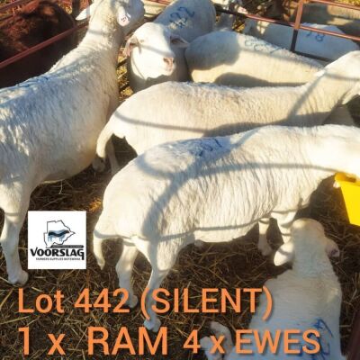 4+1x VAN ROY EWE - VOORSLAG FARMERS (Pay per piece to take all in lot)