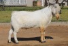 ONTTREK - 1X RAM SAVANNA RED RIBBON - PW VAN HEERDEN - 4