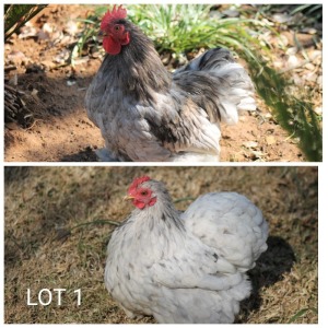 2X MALE+FEMALE PEKIN BANTAM LIVESTOCK 88 84 (PTY) LTD - PW VAN HEERDEN (Pay per Animal to take all in lot)