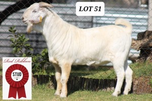 ONTTREK - 1X RAM SAVANNA RED RIBBON - PW VAN HEERDEN