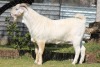 ONTTREK - 1X RAM SAVANNA RED RIBBON - PW VAN HEERDEN - 3