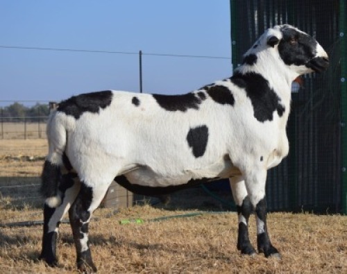 1X RAM MEATMASTER (ONDER DIE BESKERMING) JUMIKE BOERDERY - RENE ROSSOUW