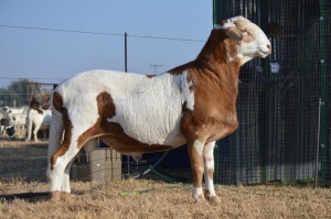 1X RAM MEATMASTER (ONDER DIE BESKERMING) JUMIKE BOERDERY - RENE ROSSOUW