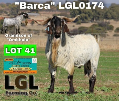 1X STUD RAM CAPE SKILDER LGL FARMING CO - GERHARD LOURENS