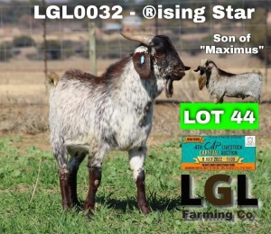 1X RAM CAPE SKILDER LGL FARMING CO - GERHARD LOURENS