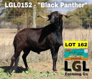 1X RAM DAMARA LGL FARMING CO - GERHARD LOURENS