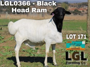 1X RAM PERSIE LGL FARMING CO - GERHARD LOURENS