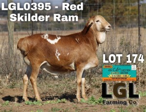 1X RAM PERSIE LGL FARMING CO - GERHARD LOURENS