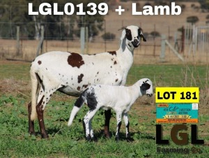 1+1X EWE DAMARA LGL FARMING CO - GERHARD LOURENS