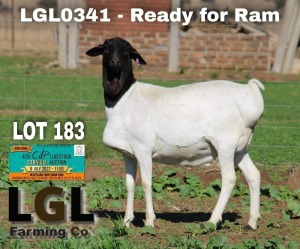 1X EWE PERSIE LGL FARMING CO - GERHARD LOURENS