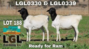 2X EWE PERSIE LGL FARMING CO - GERHARD LOURENS (Pay per Animal to take all in lot)