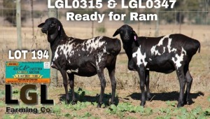 2X EWE PERSIE LGL FARMING CO - GERHARD LOURENS (Pay per Animal to take all in lot)