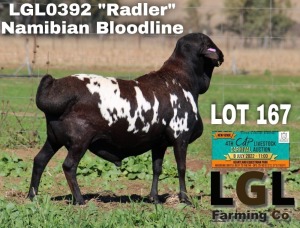 1X RAM PERSIE LGL FARMING CO - GERHARD LOURENS