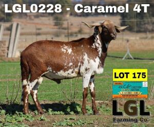 1X RAM DAMARA LGL FARMING CO - GERHARD LOURENS